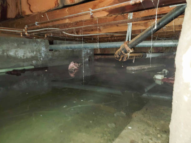 Best Water damage restoration company  in Borden, IN